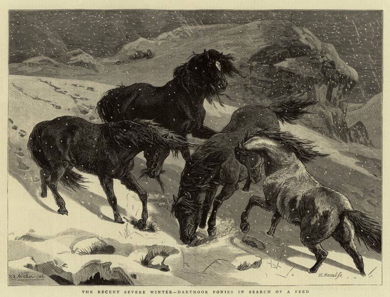 Le récent hiver rigoureux, poneys de Dartmoor à la recherche de nourriture - Samuel Edmund Waller