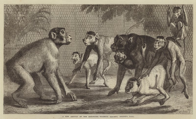 Une nouvelle arrivée aux jardins de la Société zoologique, Regent