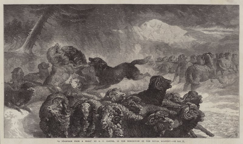Une débandade causée par un loup - Samuel John Carter