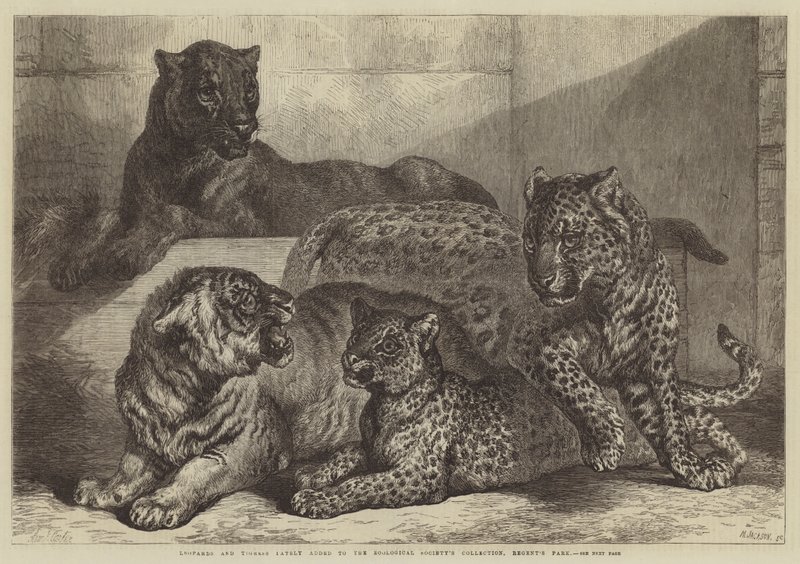 Léopards et tigresse récemment ajoutés à la collection de la Société zoologique, Regent