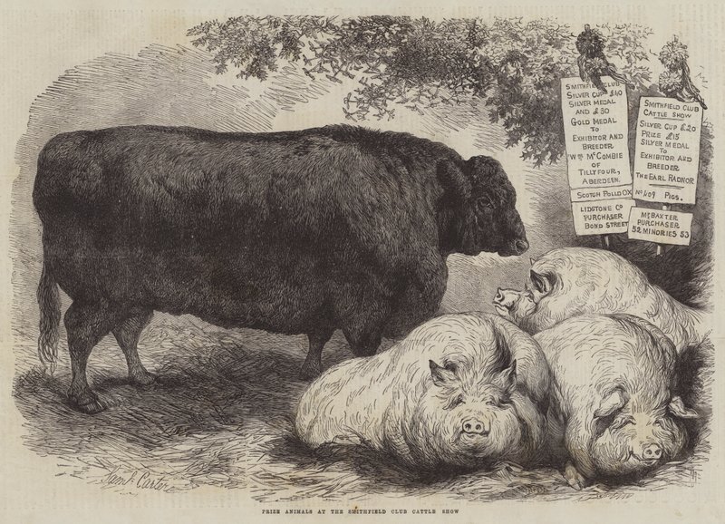 Animaux primés au Smithfield Club Cattle Show - Samuel John Carter