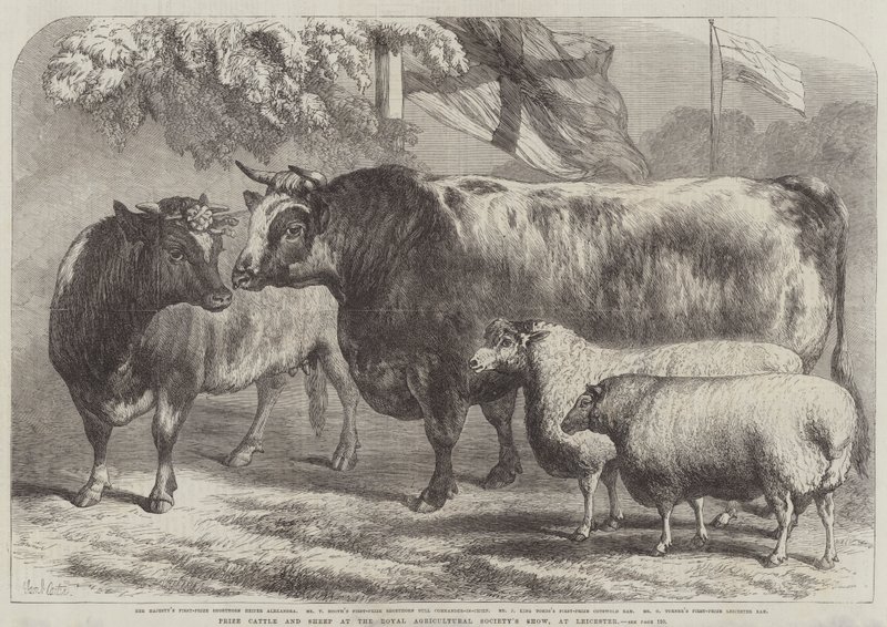 Bétail et moutons primés au salon de la Royal Agricultural Society, à Leicester - Samuel John Carter