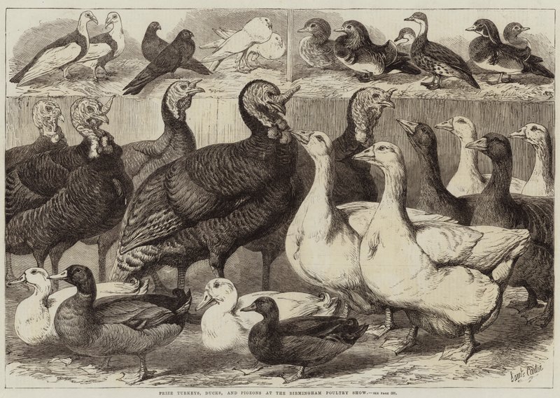 Dindes, canards et pigeons primés à l