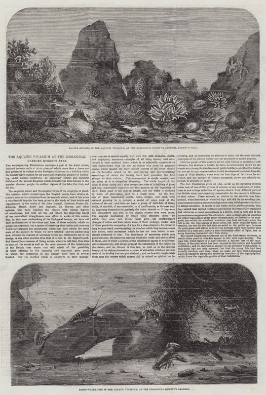 Le Vivarium Aquatique aux Jardins Zoologiques, Regent