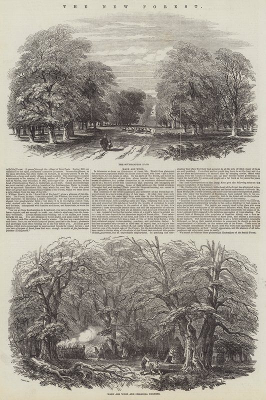 La Nouvelle Forêt - Samuel Read