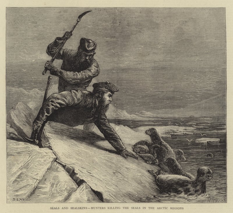 Phoques et peaux de phoque, chasseurs tuant les phoques dans les régions arctiques - Samuel Edmund Waller