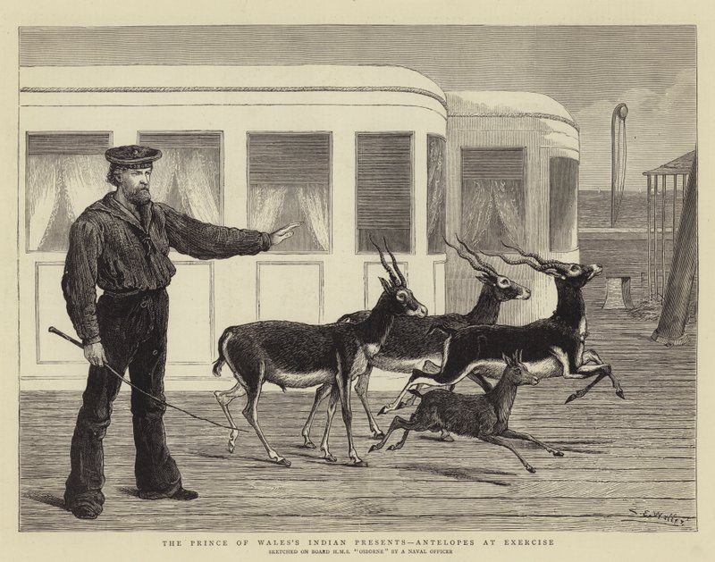 Les cadeaux indiens du Prince de Galles, antilopes en exercice - Samuel Edmund Waller
