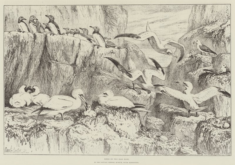 Oiseaux sur le Bass Rock, au Musée d
