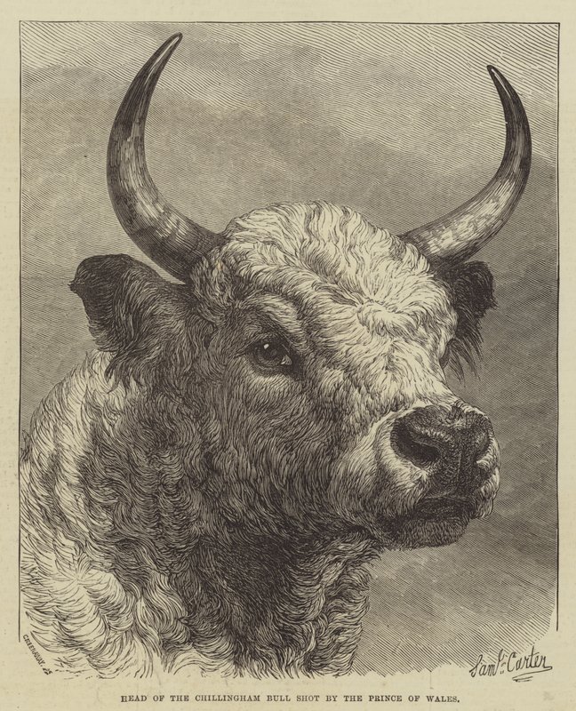 Tête du taureau de Chillingham abattu par le prince de Galles - Samuel John Carter