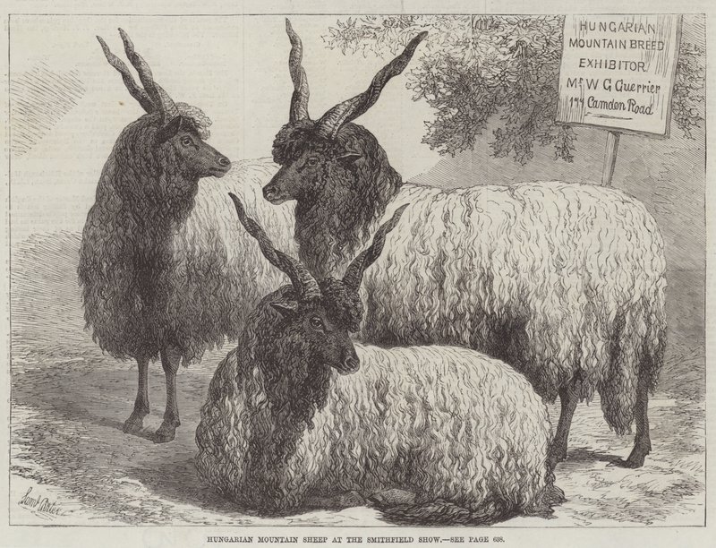 Moutons de montagne hongrois au Smithfield Show - Samuel John Carter