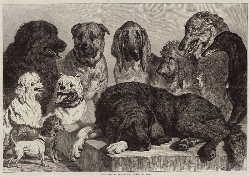 Chiens Primés à l