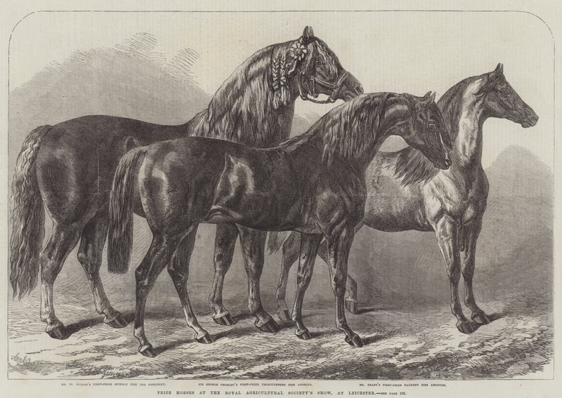 Chevaux primés au salon de la Royal Agricultural Society, à Leicester - Samuel John Carter