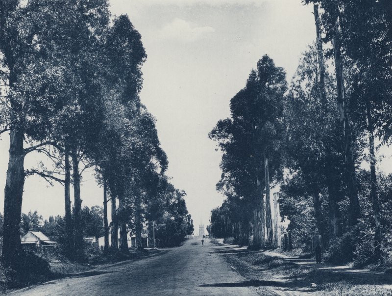 Avenue de gommiers bleus, Pretoria (photo n/b) - South African Photographer