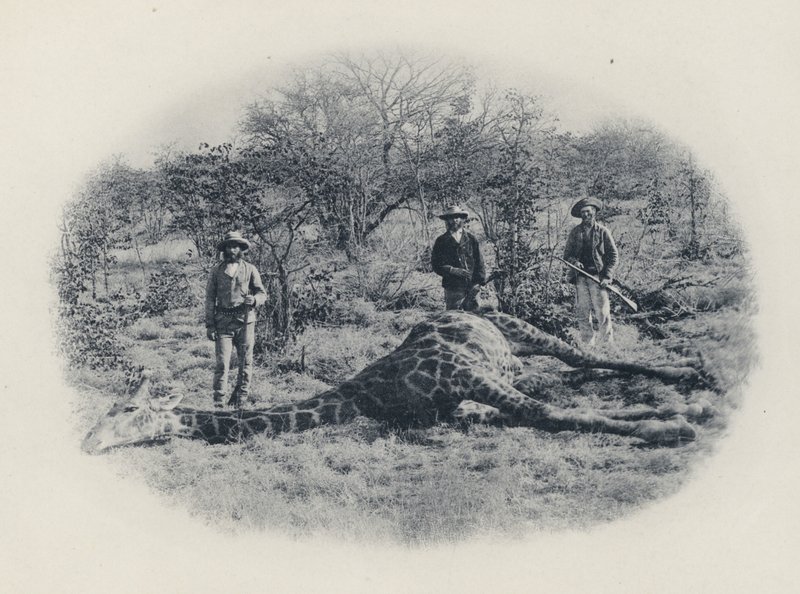 Chasse au gros gibier dans le Transvaal - South African Photographer