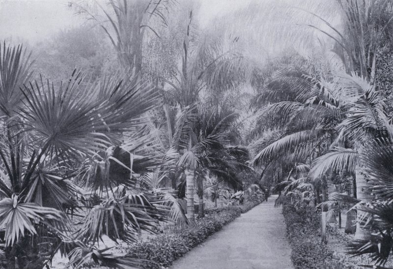 Avenue des palmiers, jardins botaniques, Durban - South African Photographer