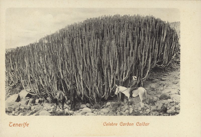 Hommes observant le célèbre cactus de Cardon à Ténérife (photo n/b) - Spanish Photographer