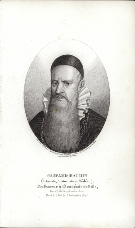 Gaspard Bauhin - Swiss School