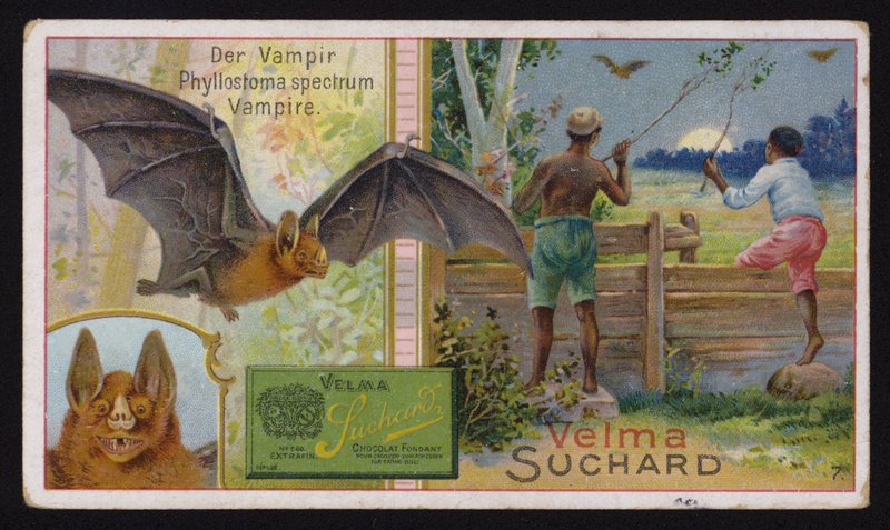 Chauve-souris vampire - Swiss School