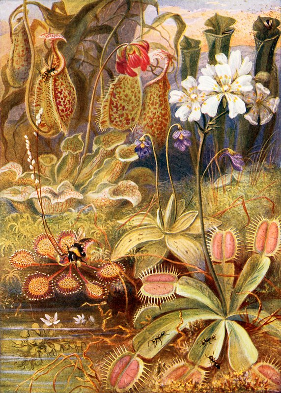 Un groupe de plantes carnivores, illustration de 