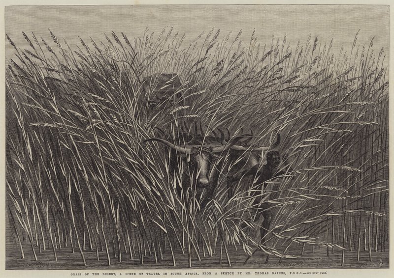 Herbe du désert, une scène de voyage en Afrique du Sud - Thomas Baines