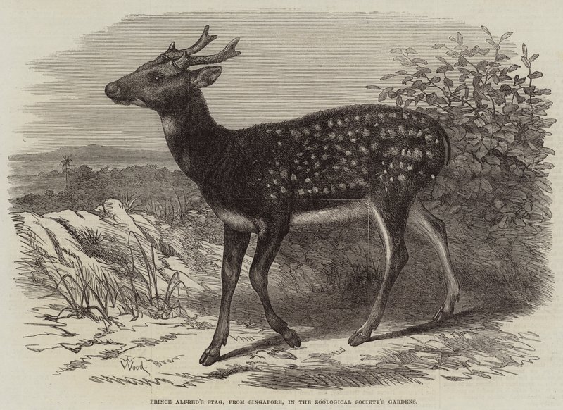 Le cerf du prince Alfred, de Singapour, dans les jardins de la Société zoologique - Thomas W. Wood
