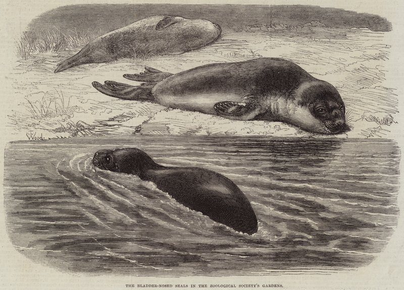 Les phoques à nez de vessie dans les jardins de la Société Zoologique - Thomas W. Wood