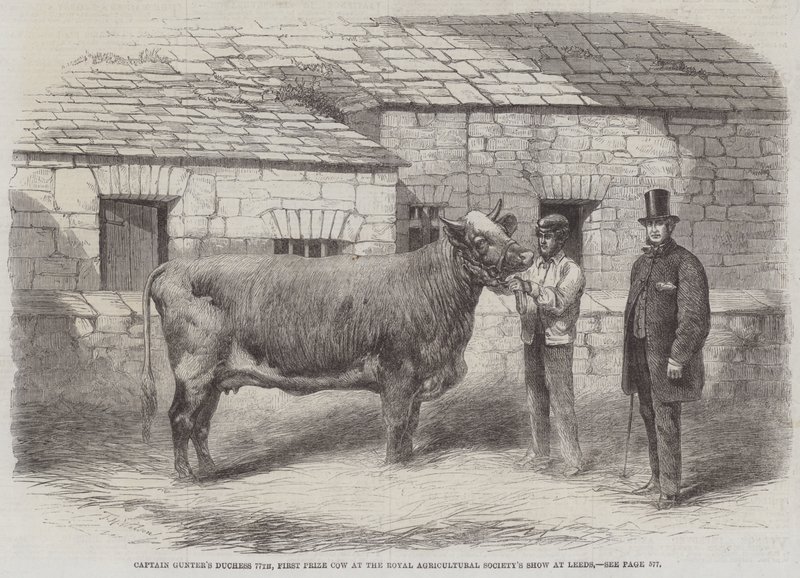 La Duchesse de Captain Gunter 77ème, Première Vache Primée au Salon de la Société Royale d