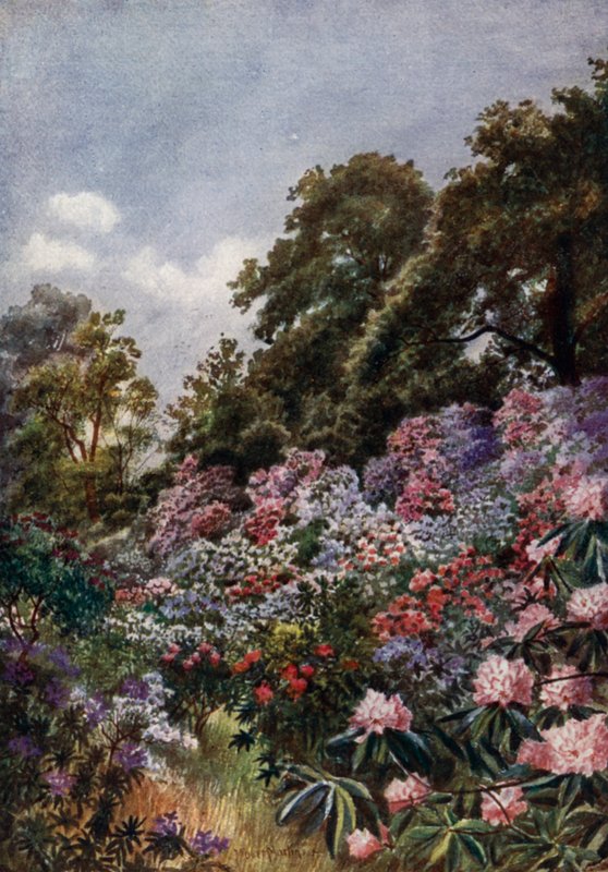 Jardins de Kew : La vallée des rhododendrons - Thomas Mower Martin