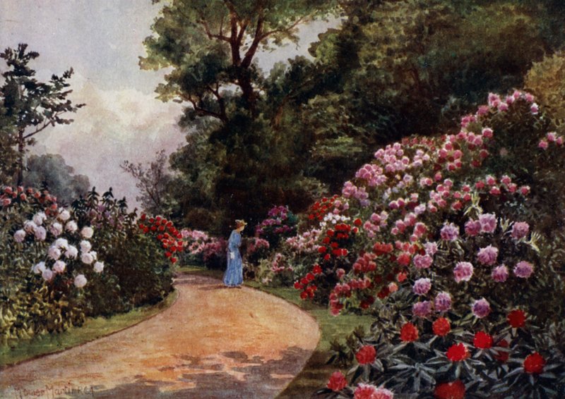 Jardins de Kew : La promenade des rhododendrons - Thomas Mower Martin