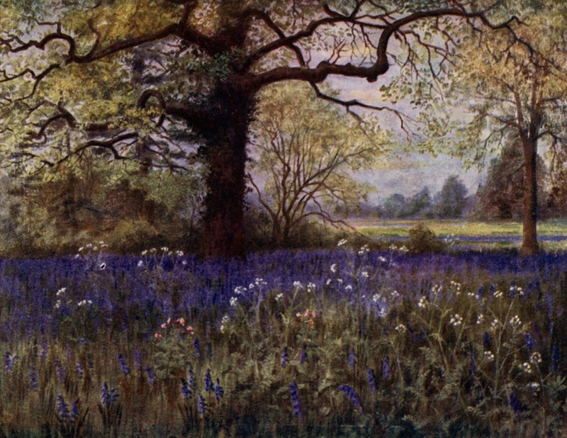Jardins de Kew : Jacinthes sauvages - Thomas Mower Martin