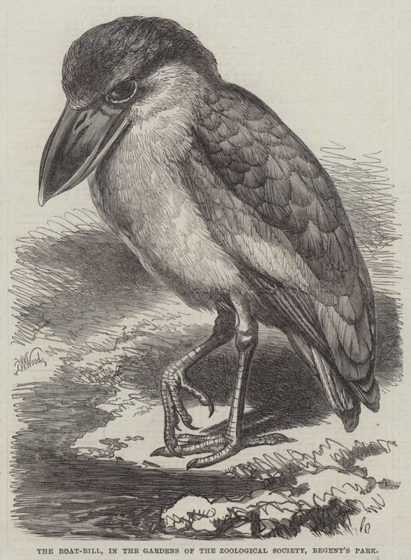 Le Boat-Bill, dans les jardins de la Société zoologique, Regent