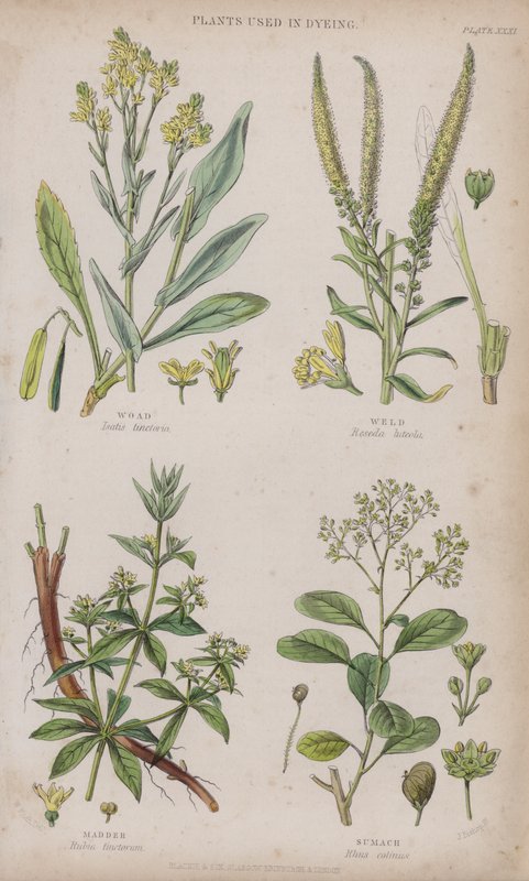 Pastel des teinturiers; Réséda; Garance; Sumac (gravure en couleur) - W. Fitch