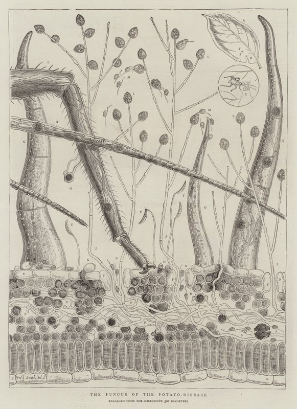 Le champignon de la maladie de la pomme de terre - Walter Granville Smith