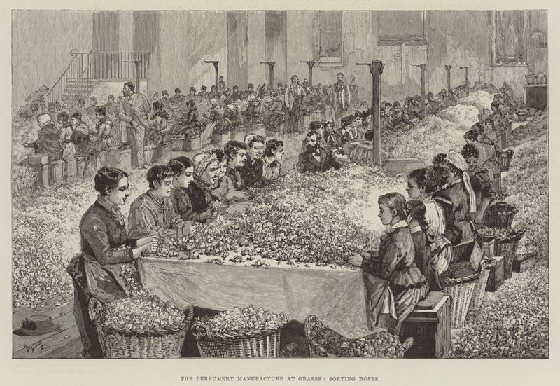 La fabrication de parfumerie à Grasse, tri des roses - Walter Paget