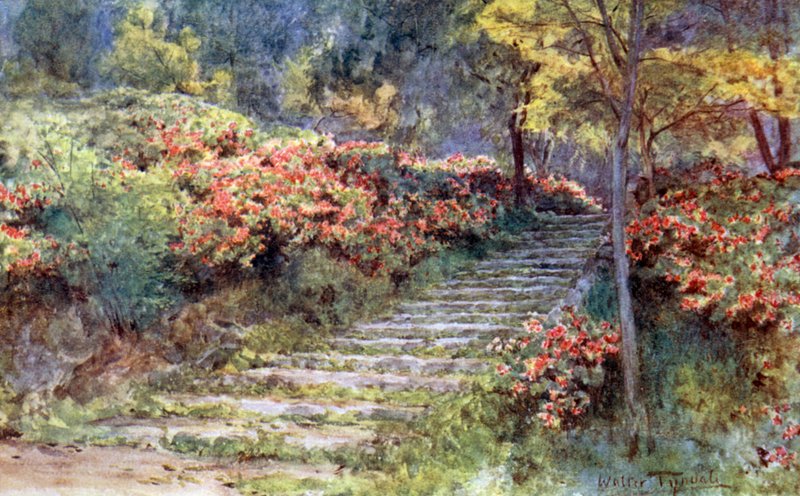 Azalées près d