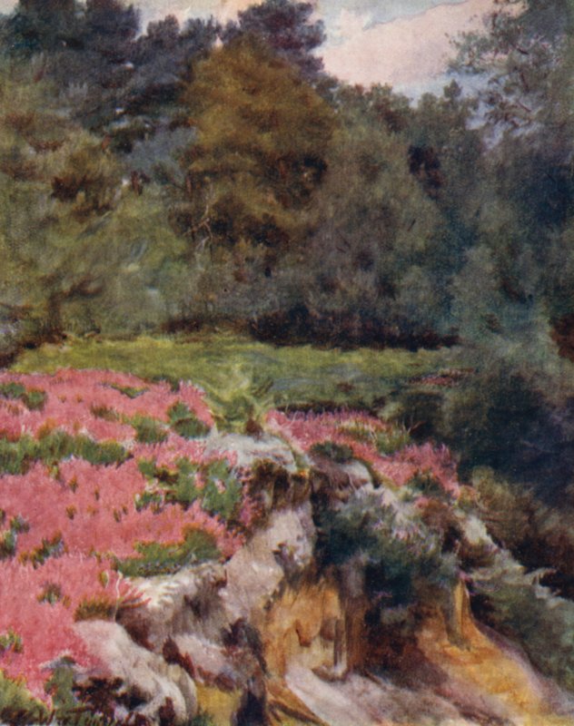 La Nouvelle Forêt : Tête de carrière de gravier à Royden - Walter Frederick Roofe Tyndale