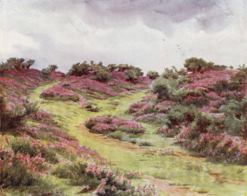 La Nouvelle Forêt : Bruyère de Bell sur Setley Plain (lithographie en couleur) - Walter Frederick Roofe Tyndale