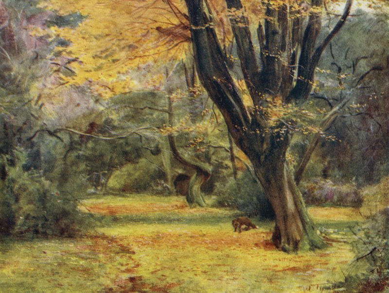 La Nouvelle Forêt : Érables, près de Queen