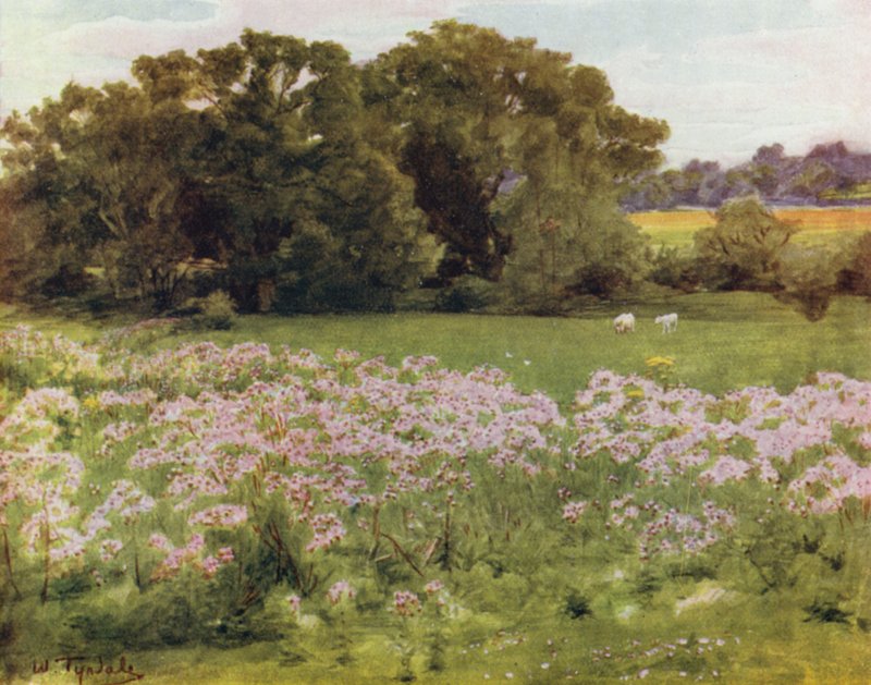 La Nouvelle Forêt : Riversdale, Boldre - Walter Frederick Roofe Tyndale