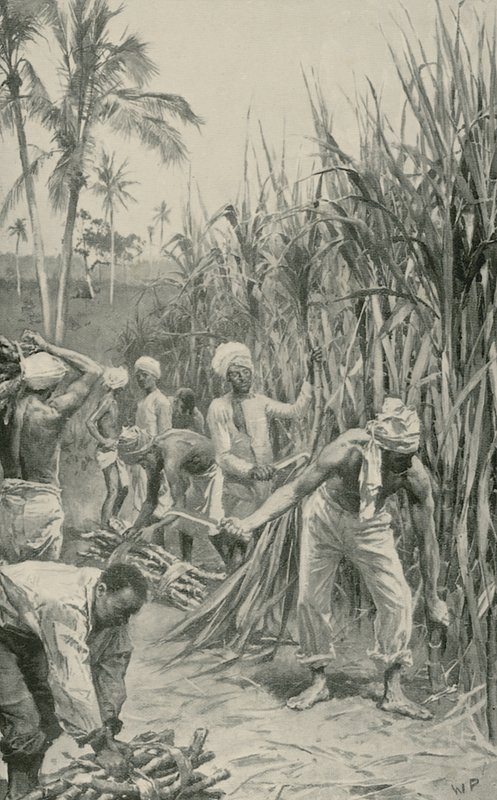 Coolies de Trinidad travaillant dans un champ de canne - Walter Stanley Paget