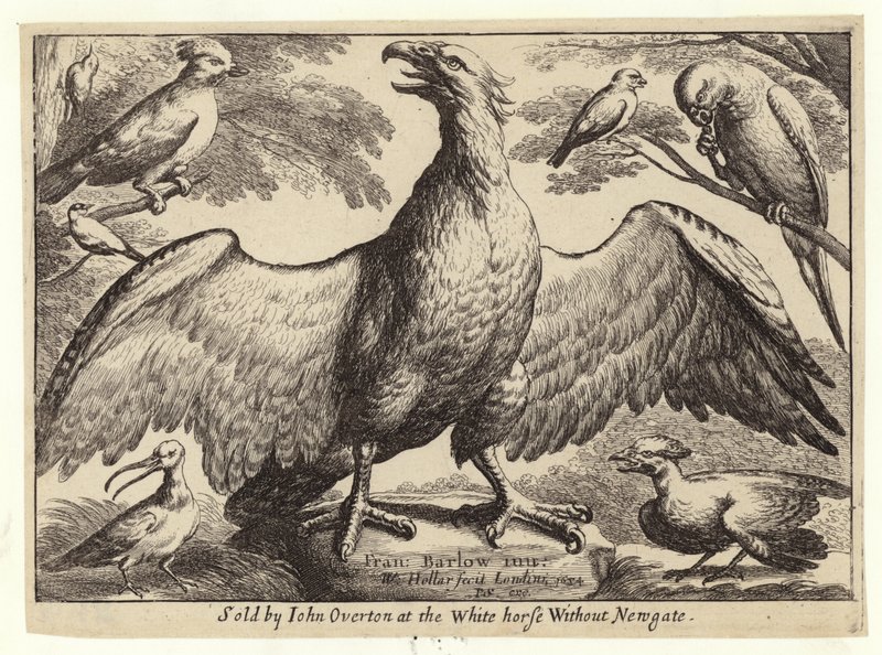 Aigle et autres oiseaux - Wenceslaus Hollar