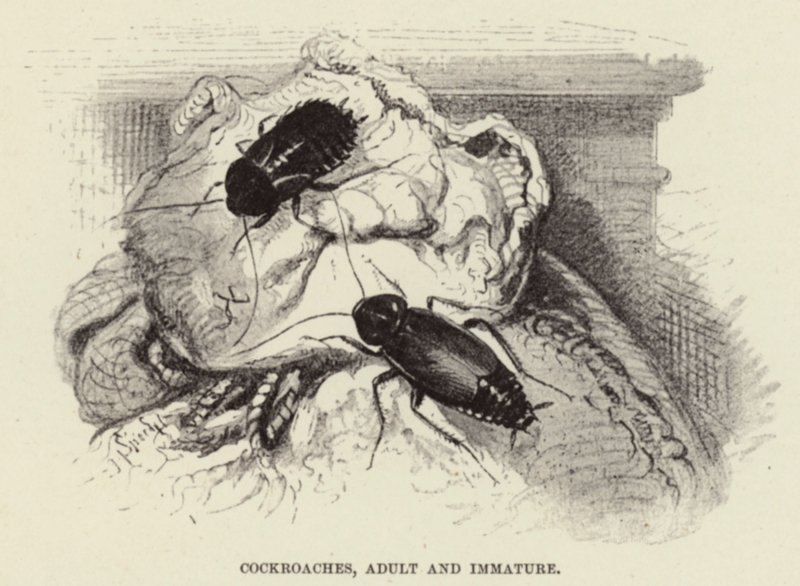 Blattes, adultes et immatures - Wilhelm Kuhnert
