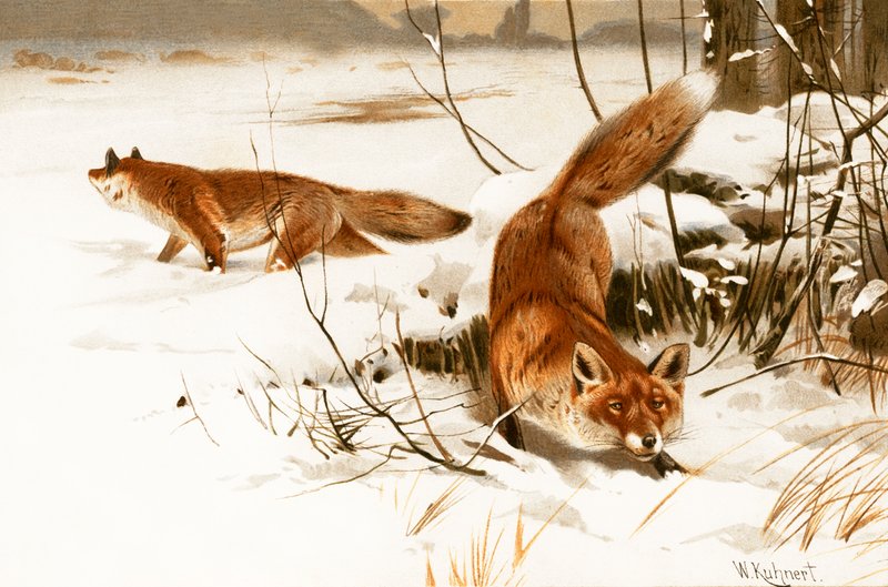 Renard commun - Wilhelm Kuhnert