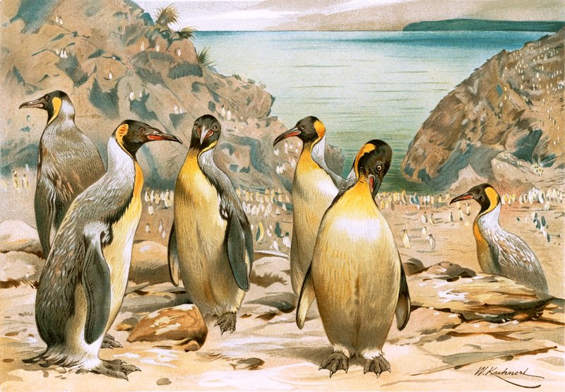 Pingouins géants - Wilhelm Kuhnert