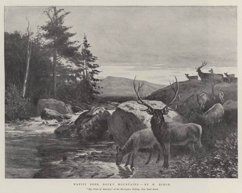 Cerf Wapiti, Montagnes Rocheuses - William Augustus Rixon