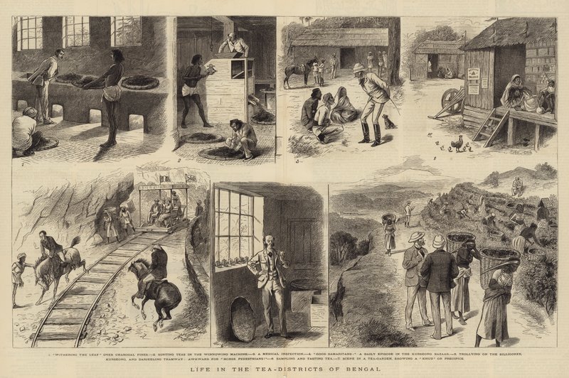 La vie dans les districts de thé du Bengale - William Ralston
