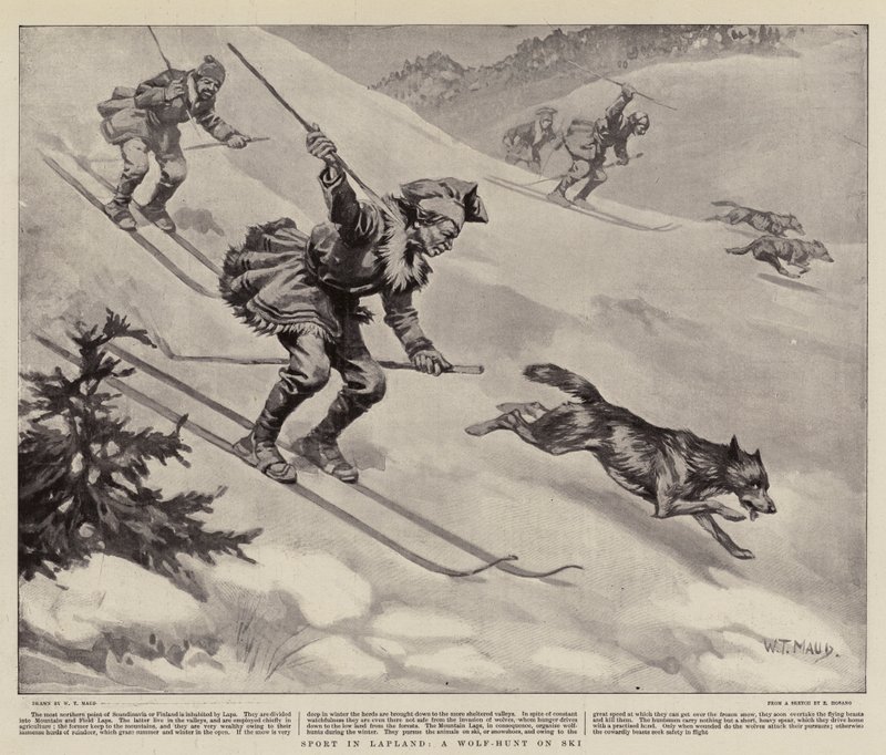 Sport en Laponie, une chasse au loup à ski - William T. Maud