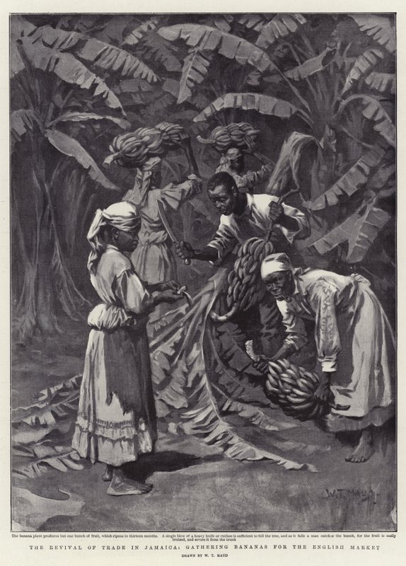 La reprise du commerce en Jamaïque, récolte de bananes pour le marché anglais - William T. Maud