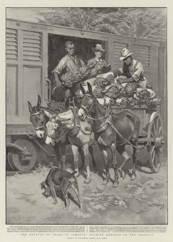 La reprise du commerce en Jamaïque, chargement de bananes sur le chemin de fer - William T. Maud