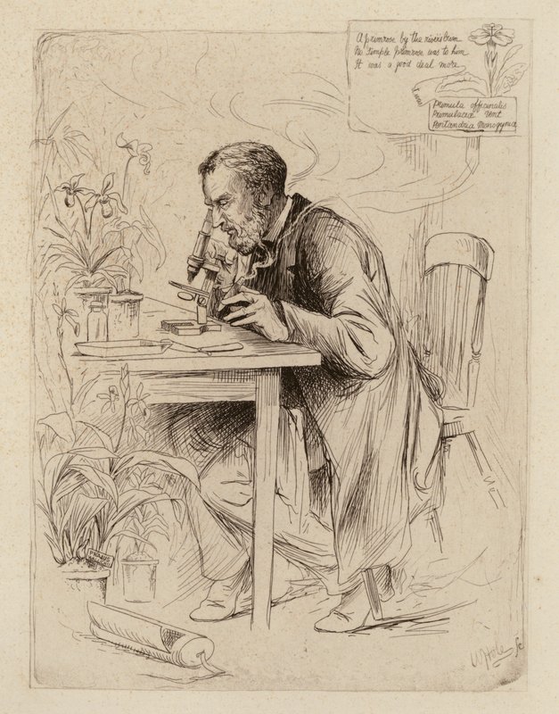 Alexander Dickson, professeur de botanique - William Brassey (after) Hole